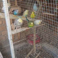 مرغ عشق عروس هلندی