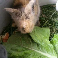 بچه خرگوش لوپ هلندی|موش و خرگوش|کردکوی, |دیوار