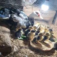 اردک خارجی.اسرائیلی