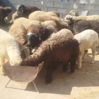 بره