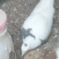 کبوتر خوب|پرنده|بشاریات, |دیوار