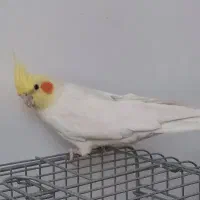 عروس هلندی جفت