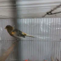 قناری نر و عروس هلندی