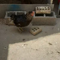 خروس عربی ۱۰ ماهه سالم و سرحال
