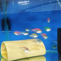 ماهی گوشتخوار و گیاهخوار|ماهی|شیراز, کوشک میدان|دیوار