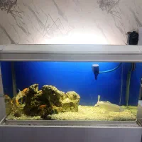 اکواریوم شیشه خم شرکتی