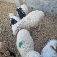 بره نر|حیوانات مزرعه|بلوک, |دیوار