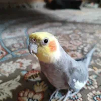 طوطی هلند سخن گو نر و آماده جفت گیری