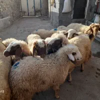 کاور سنجابی ده راس پوشی