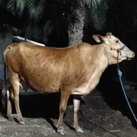 گاو جرسی با گوساله نر المانی