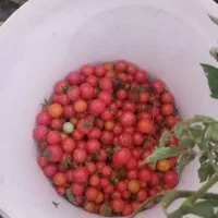 گوجه ریز|خوردنی و آشامیدنی|سنگدوین, |دیوار