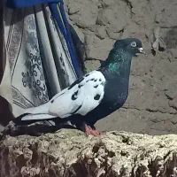 جفت کفتر سینه