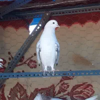 کفتر|پرنده|رودهن, |دیوار