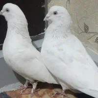 کبوتر پرشی|پرنده|کرج, بنیاد|دیوار