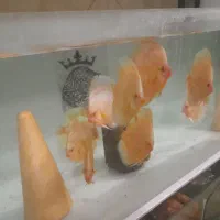 دیسکس میکس دل کالر زبرا کت