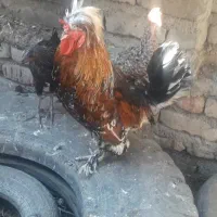 خروس لهستانی