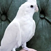 طوطی عروس هلندی آلبینو و لوتینو دستی ۳ماهه