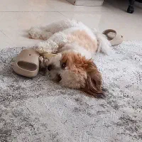 سگ خانگی|سگ|کرج, فاز ۲ مهرشهر|دیوار