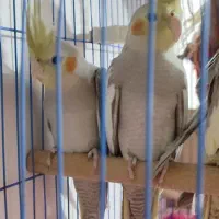 طوطی عروس سالم و شیطون