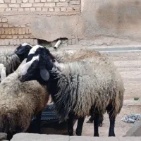 فروش قوچ درجه یک