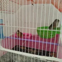 یک جفت قناری دم زرد با قفس