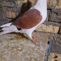 نر دوکت سرخ آلمانی ۱۰به۱۰ پلاکی