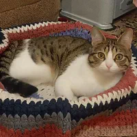 واگذاری گربه