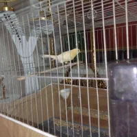 ماده موزائیکی|پرنده|قرچک, شهرک طلائیه|دیوار