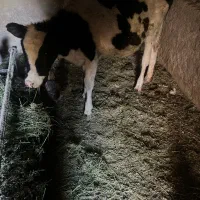 یک گوساله اصلاح شده داشتی