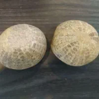 فسیل خارپشت دریایی