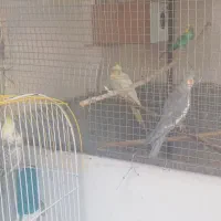 عروس هلندی|پرنده|سراوان, |دیوار