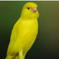 قناری سینه سیاه