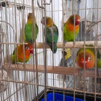 طوطی برزیلی|پرنده|دزفول, |دیوار