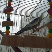 عروس هلندی نرو ماده مولد با ۲ جوجه|پرنده|ساری, |دیوار