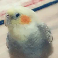 گمشده