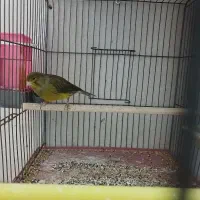 قناری سبز نر مست