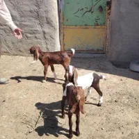 حیوانات مزرعه