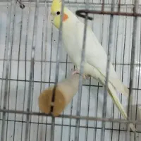 عروس هلندی لوتینو نر مرغ مینا|پرنده|اهواز, گلستان|دیوار