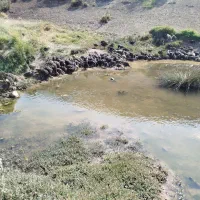 حیوانات ومزرعه|حیوانات مزرعه|کاغذکنان, |دیوار