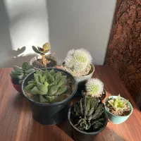 پک کاکتوس و ساکولنت جذاب