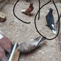کفتر دم سفید