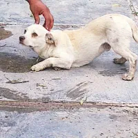 سگ پاکوتاه|سگ|اهواز, اهواز|دیوار