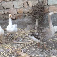 غاز دورگ|حیوانات مزرعه|دره شهر, |دیوار