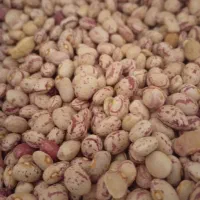 لوبیاچیتی اقلید