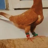 دوتا جوجه زرد دم سفید پرخال سیاه
