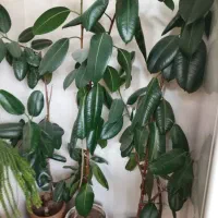 فروش 6 عدد گلدان فیکوس|گل و گیاه طبیعی|فردیس, فردیس|دیوار