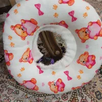 گردنبند گربه (الیزابت)