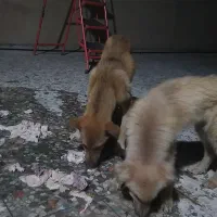 دو توله سگ نر