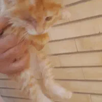 واگذاری فوری