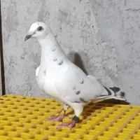 پلاکی
